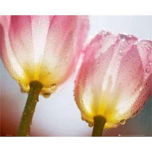Pink & Yellow Tulips Poster - 16" x 20"
