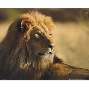 Lion Poster - 16" x 20"